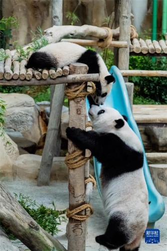 Chine, panda, écologie, climat, 